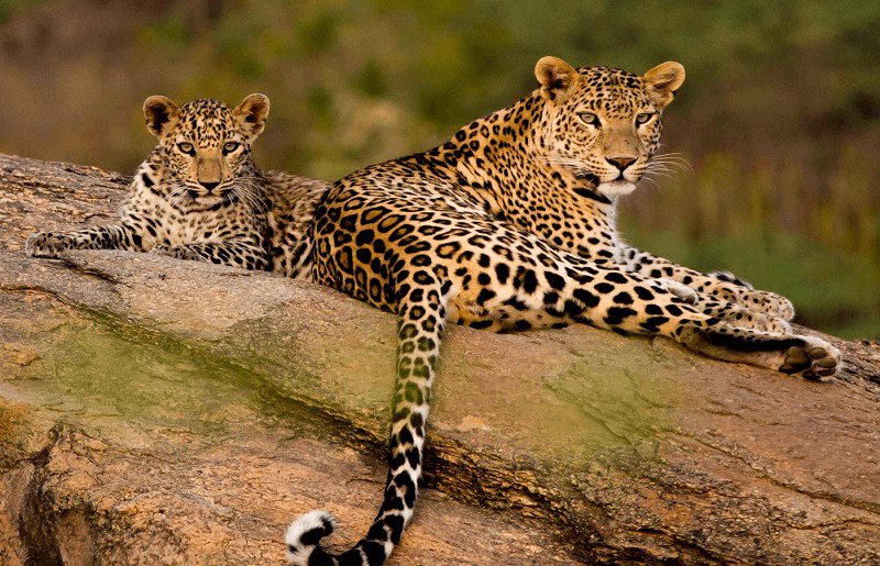 Wildlife Photography - Jawai Leopard Safari